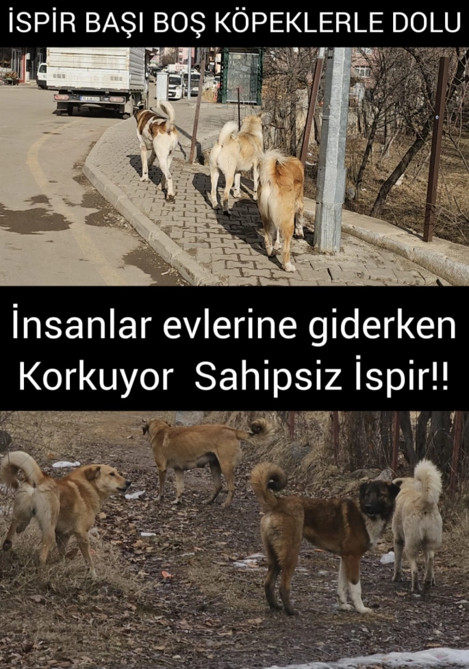 BAŞI BOŞ KÖPEKLER İLÇEDE VATANDAŞIN KORKULU RÜYASI OLMAYA DEVAM EDİYOR HERKES TEDİRGİN AMA YETKİLİLERDEN HİÇ SES YOK !!