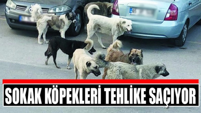 İspir Belediyesinin  İhmali Sokak köpekleri tehlike saçıyor?